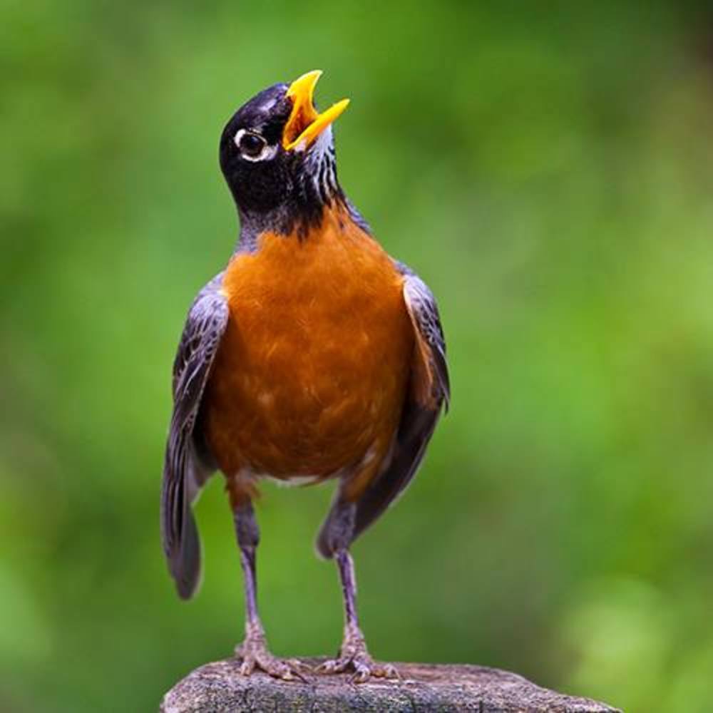 Meet your Posher, Robin